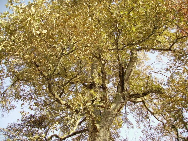 Quercus x crenata = Q. x hispanica = Q. lucombeana